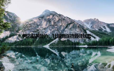 剪去枯黄叶片, 让植物保持最佳状态