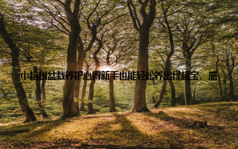 小榕树盆栽养护心得新手也能轻松养出绿植宝, 感受生活的绿意盎然! 嘿, 大家好! 最近, 我在家里养了一盆小榕树盆栽, 真的是太喜欢了! 很多人都在问, 小榕树盆栽好养吗? 下面我就来和大家分享一下我的养护心得, 希望对新手朋友们有所帮助