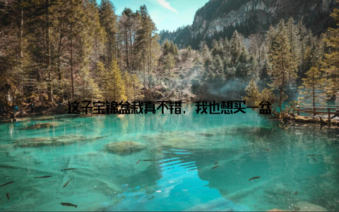 这子宝锦盆栽真不错, 我也想买一盆
