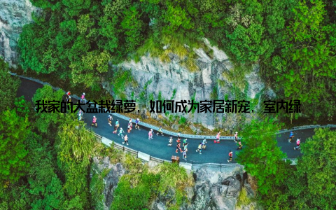 我家的大盆栽绿萝, 如何成为家居新宠, 室内绿意盎然引关注嘿, 亲爱的朋友们, 今天我要给大家分享一个关于我家的故事