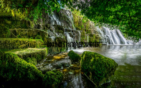 一种我要介绍的是发财树