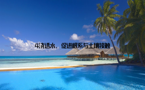 4浇透水, 促进根系与土壤接触