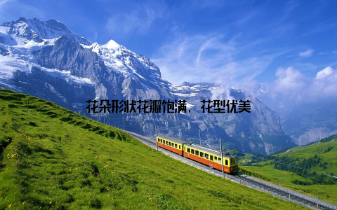 花朵形状花瓣饱满, 花型优美