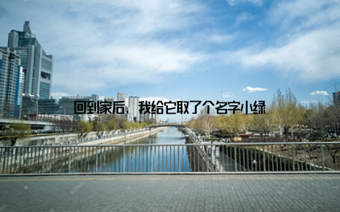 回到家后, 我给它取了个名字小绿