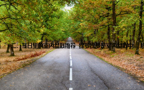 二、冬日里的室内盆栽推荐 绿萝绿萝是室内盆栽中的常青树, 生命力旺盛, 即使是在寒冷的冬天, 也能保持翠绿