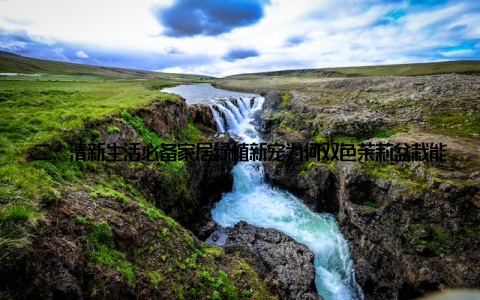 二、清新生活必备家居绿植新宠为何双色茉莉盆栽能成为家居绿植的新宠呢? 以下是其几个亮点 清新自然双色茉莉盆栽花朵美丽, 叶片翠绿, 给人一种清新自然的感觉, 能够为家居环境带来一股清新的气息