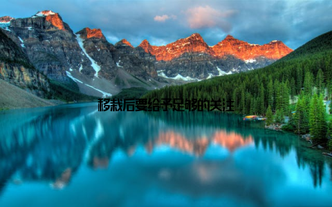 移栽后要给予足够的关注